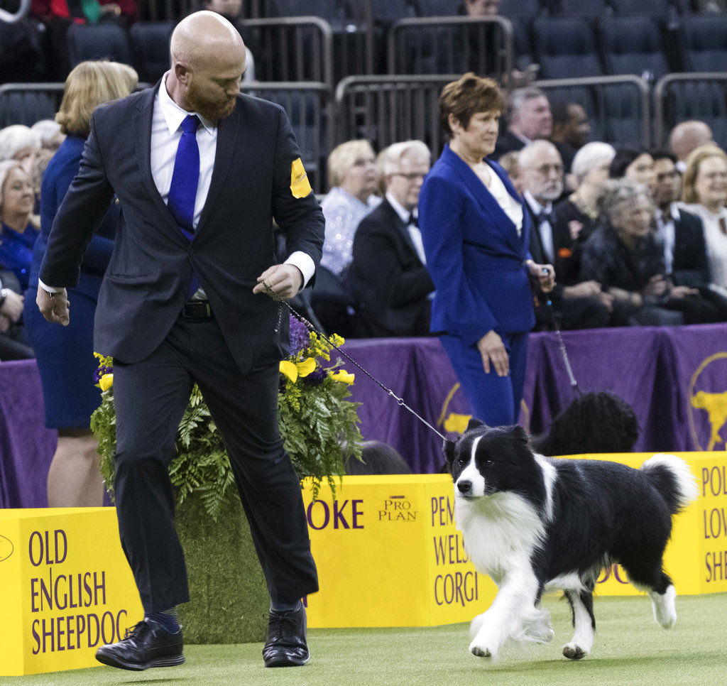 Westminster Dog Show Young Handlers